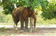 बैरिया में सनके हाथी ने पिकअप को पलटा, जमकर किया तोड़फोड़, मची भगदड़